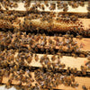 Bees-Starter/Nucleus Colony-Purdue Mite-biter aka Indiana Leg-chewers