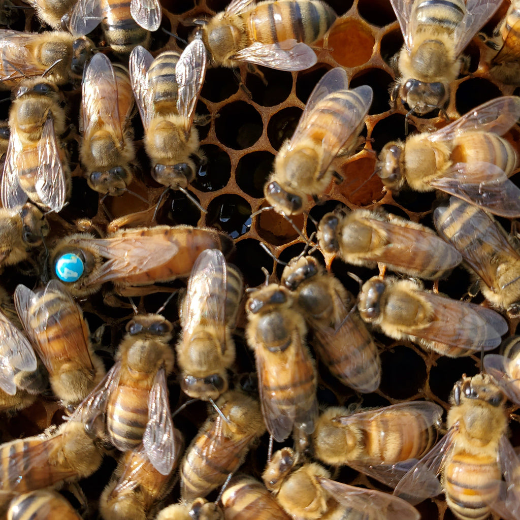 Bees-Starter/Nucleus Colony-Mite Mauler Italian