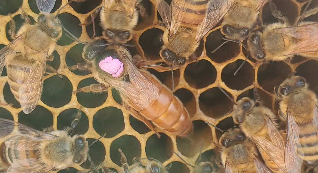 Queen Bee-Mite Mauler Italian