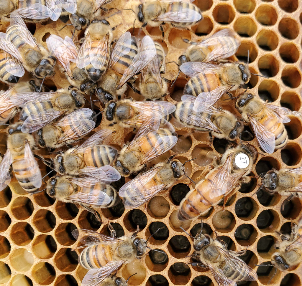 Purdue mite-biting queen bee