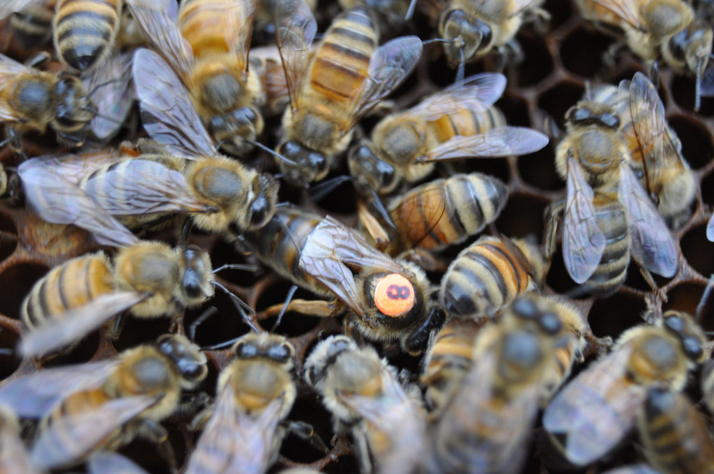 Indoor 'queen Banking' Could Help Beekeepers Deal With, 58% OFF