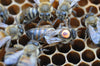 Honeybees Nucleus Colony 5-Frame Medium