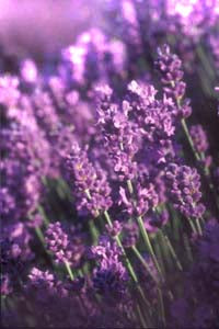 Lavender Vanilla Dream-  Rooibos Herb Tea